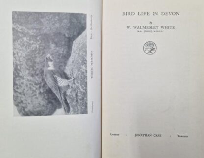 Bird Life in Devon : Walmesley White - Image 2